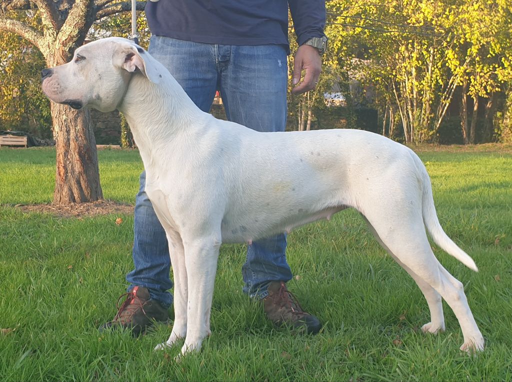 Atena Del Fiel Luchador Blanco