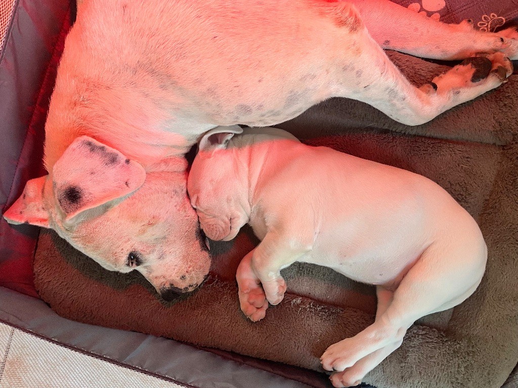 chiot Dogo Argentino Tabajara Del Pampa