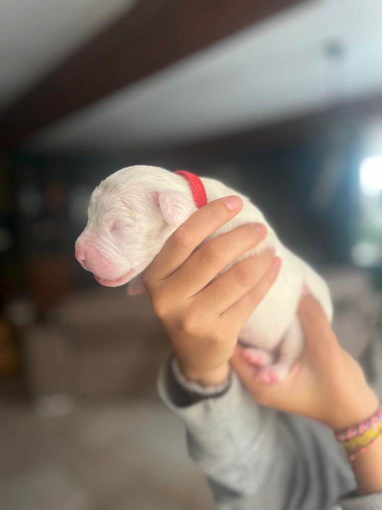 Tabajara Del Pampa - Chiots disponibles - Dogo Argentino