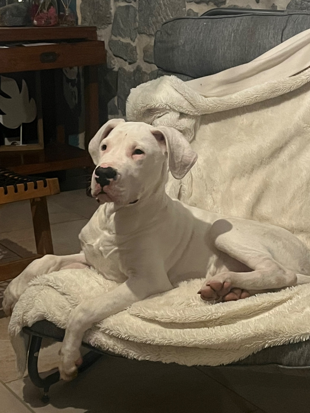 Tabajara Del Pampa - Chiots disponibles - Dogo Argentino