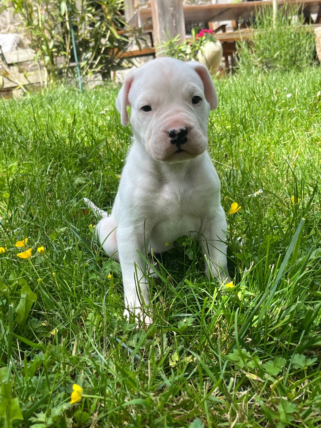 Tabajara Del Pampa - Chiots disponibles - Dogo Argentino