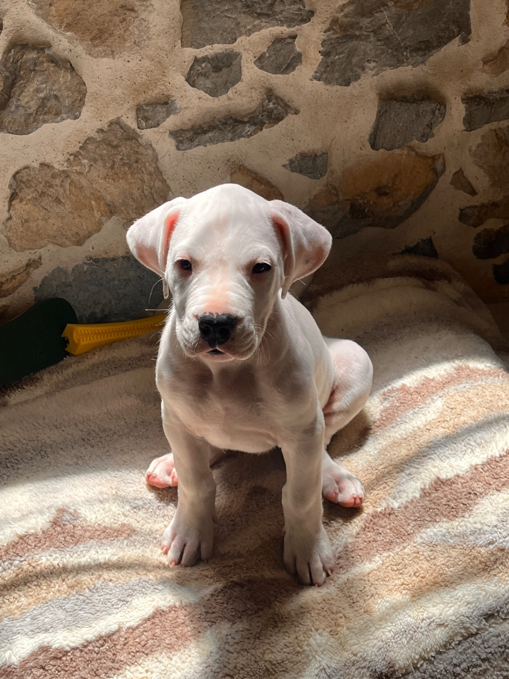 Tabajara Del Pampa - Chiots disponibles - Dogo Argentino