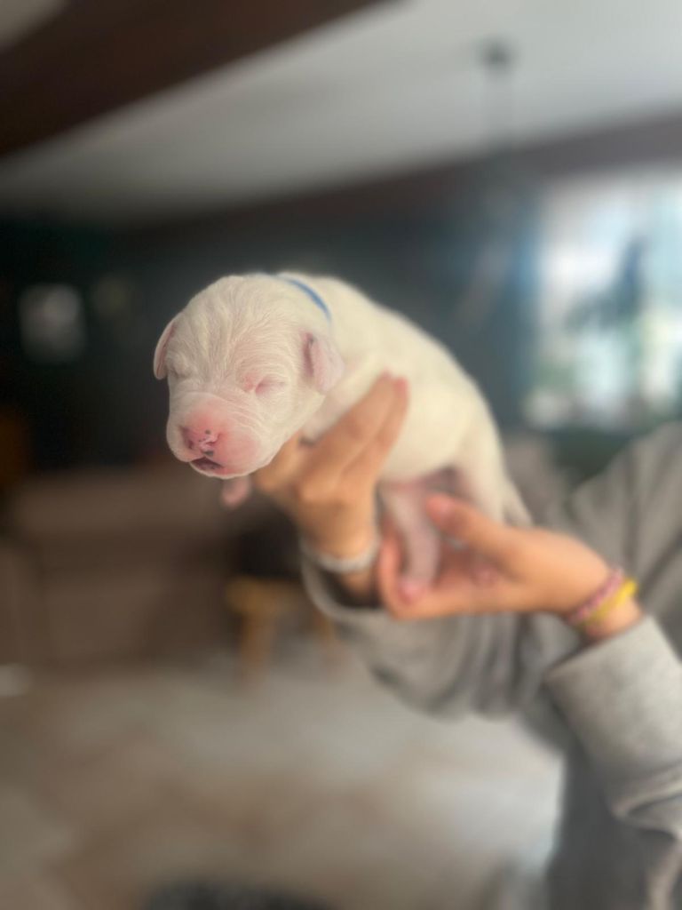 Tabajara Del Pampa - Chiots disponibles - Dogo Argentino