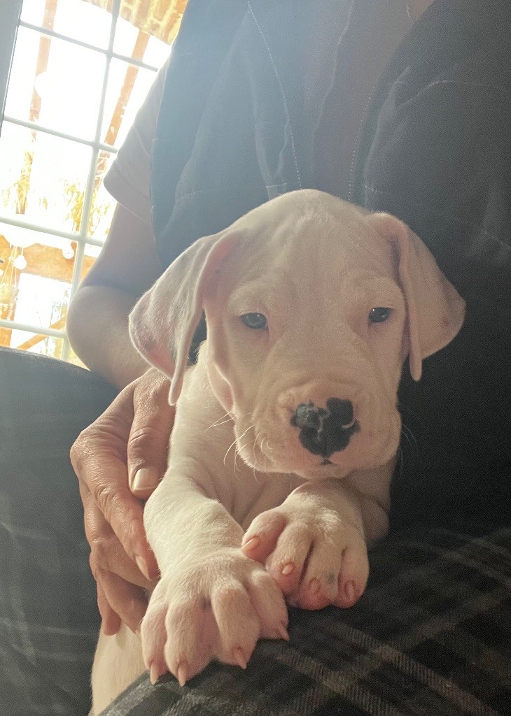 Tabajara Del Pampa - Chiots disponibles - Dogo Argentino