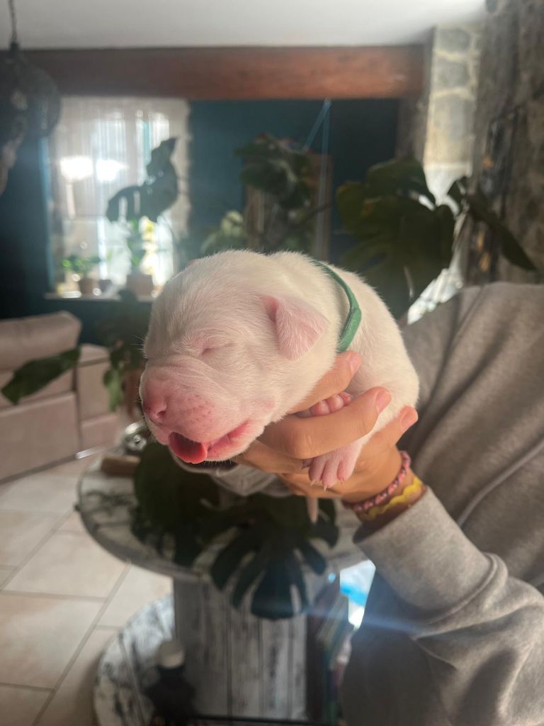 Tabajara Del Pampa - Chiots disponibles - Dogo Argentino