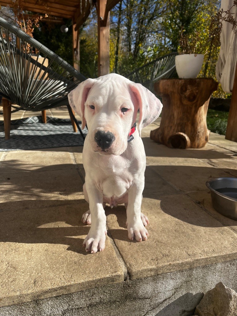 Tabajara Del Pampa - Chiots disponibles - Dogo Argentino