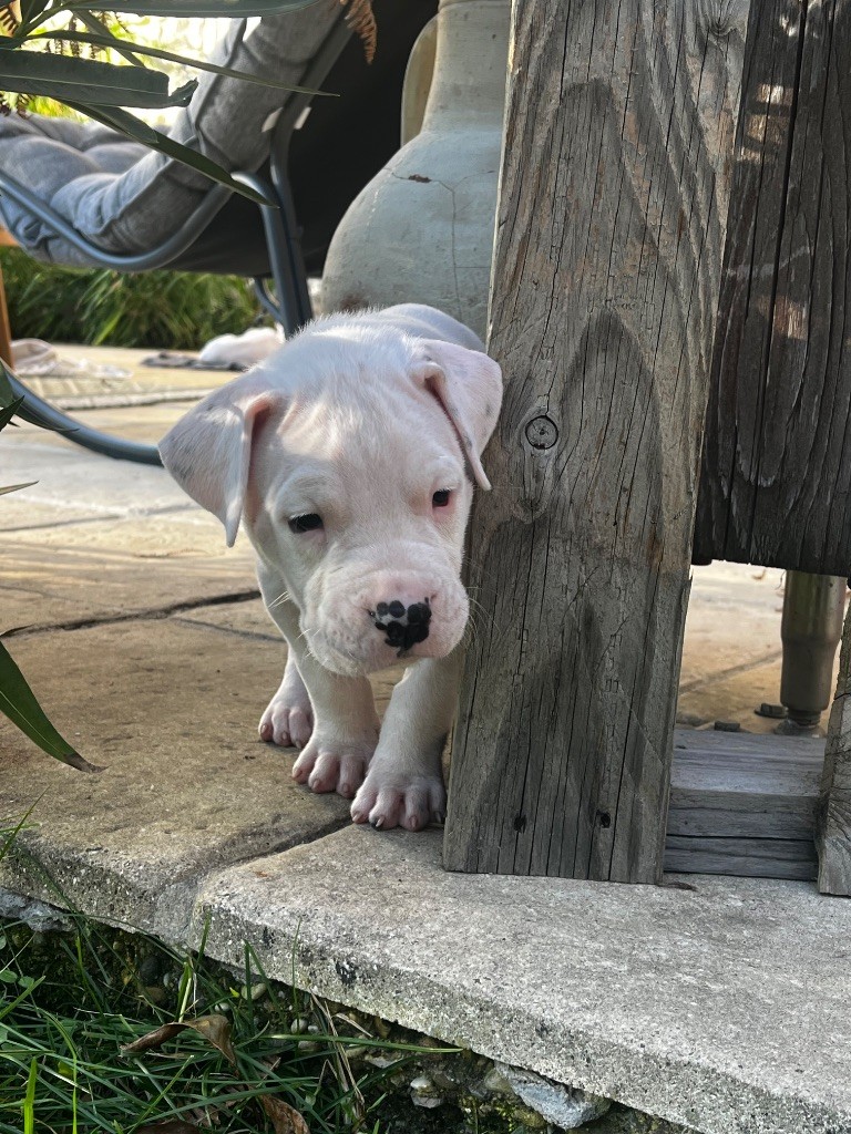 Tabajara Del Pampa - Chiots disponibles - Dogo Argentino