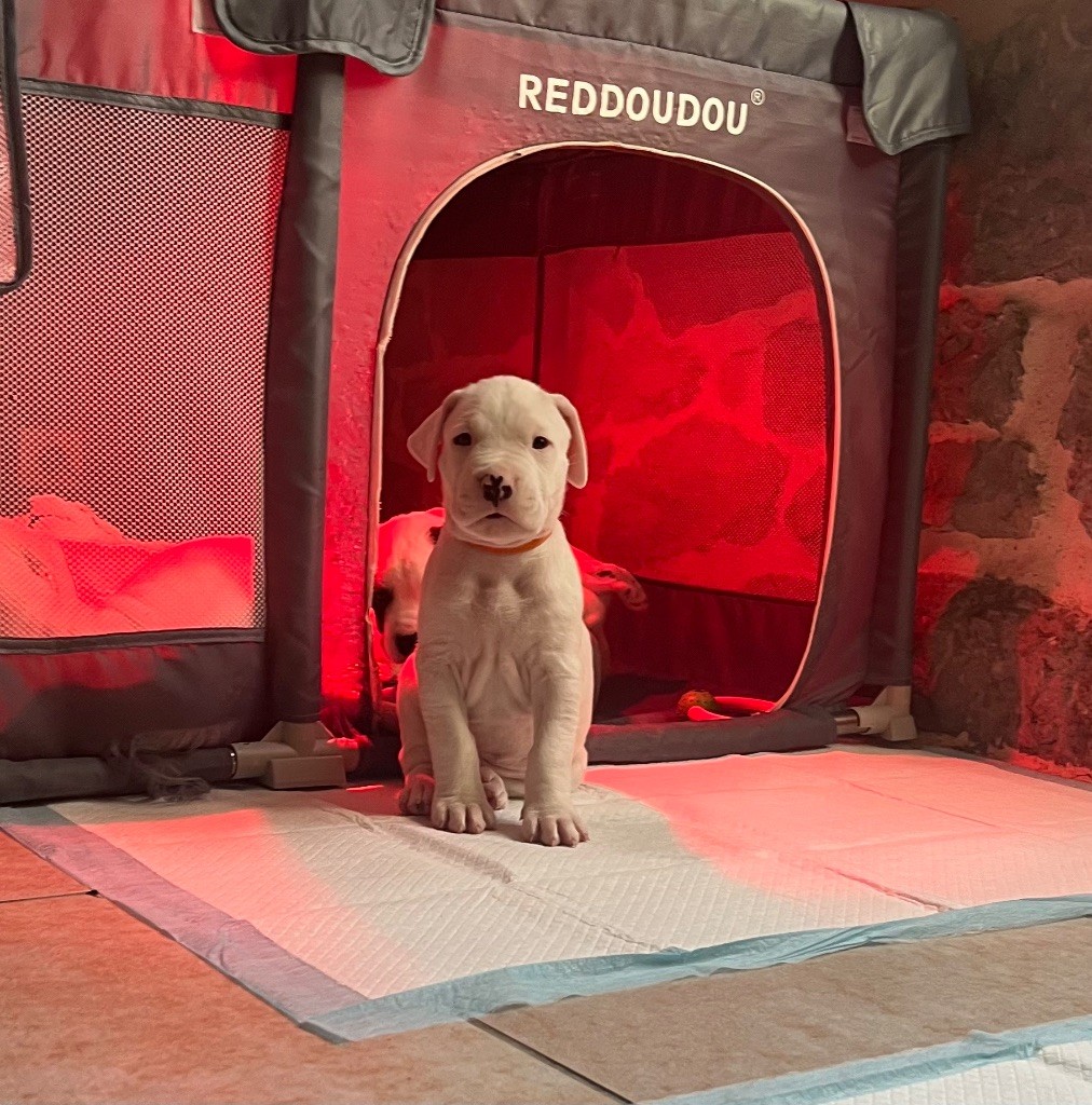 Tabajara Del Pampa - Chiots disponibles - Dogo Argentino