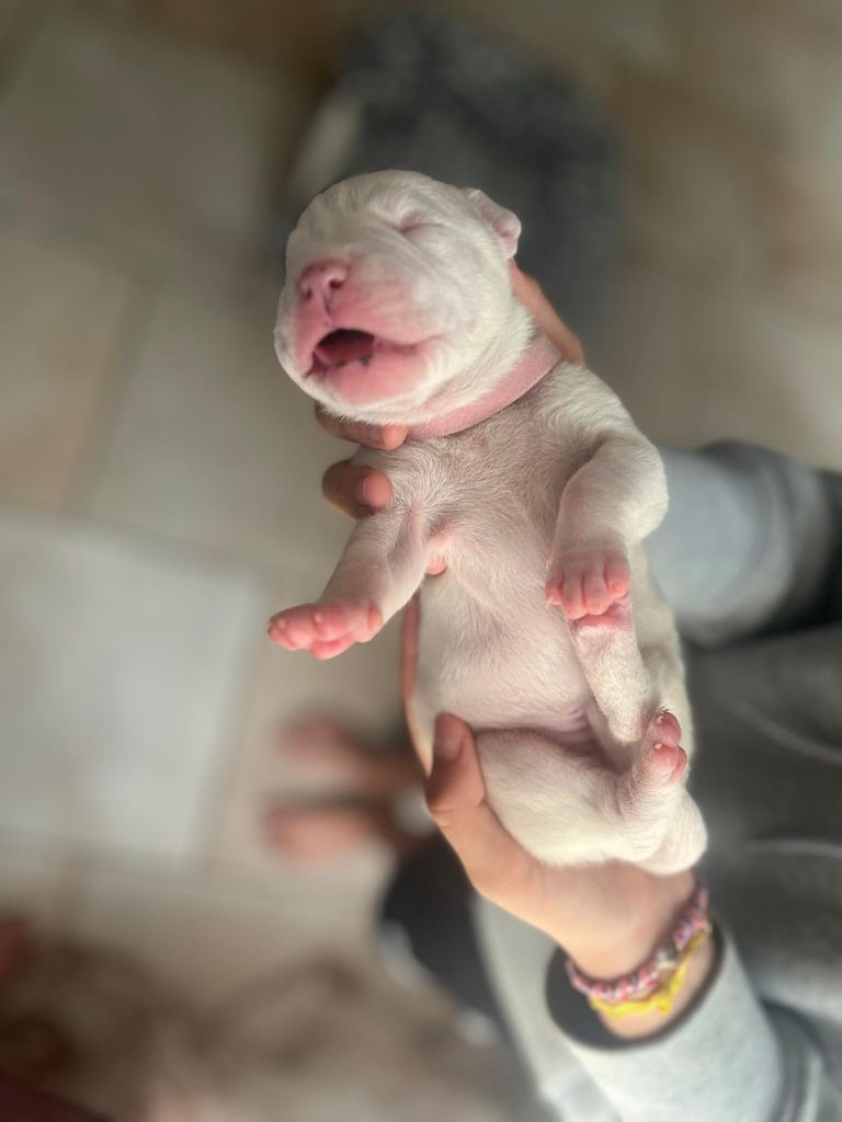 Tabajara Del Pampa - Chiots disponibles - Dogo Argentino